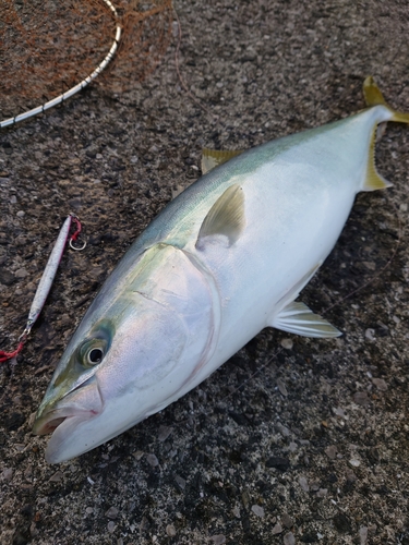 ハマチの釣果