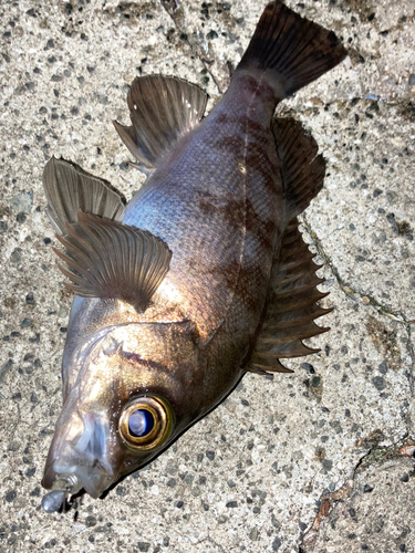 メバルの釣果