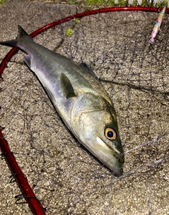 フッコ（マルスズキ）の釣果