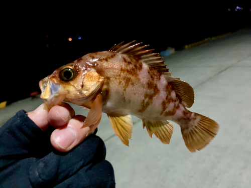 メバルの釣果