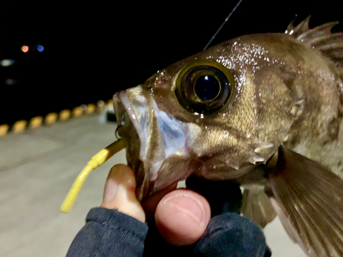 メバルの釣果