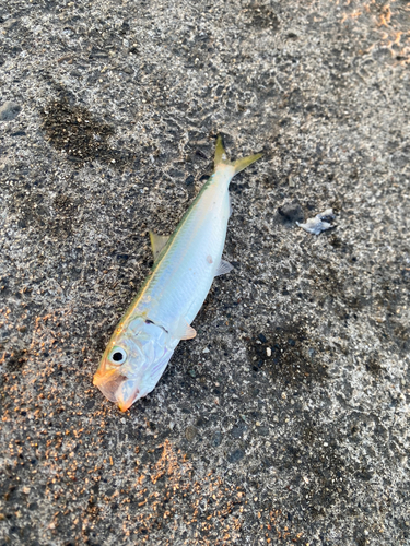 カタボシイワシの釣果