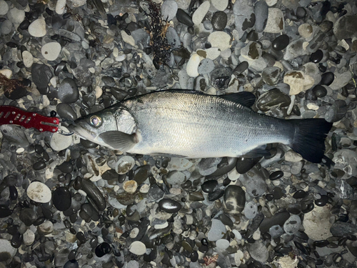 ヒラスズキの釣果