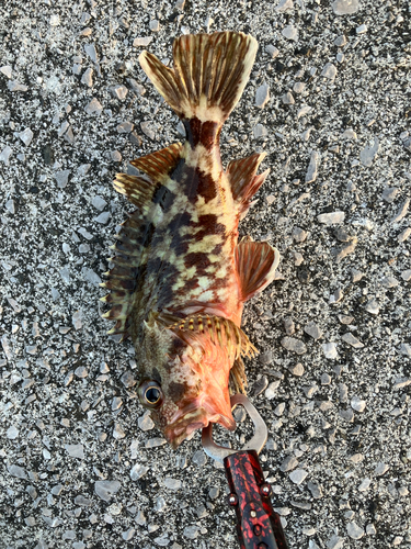 カサゴの釣果