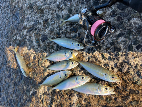 アジの釣果