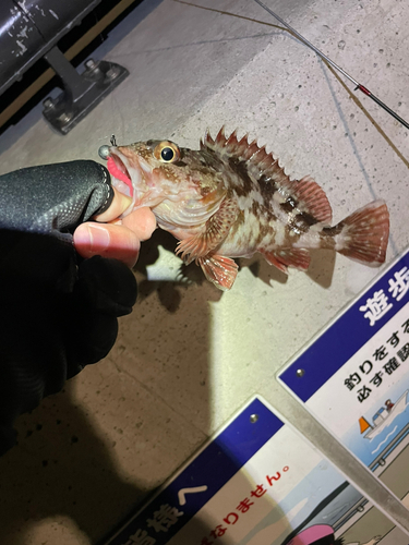 カサゴの釣果