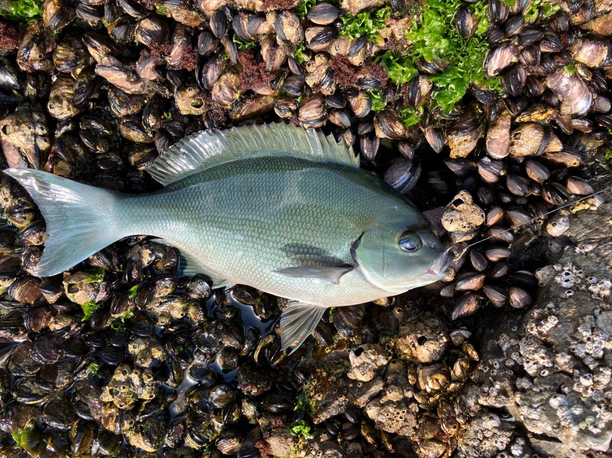 HataYanagiさんの釣果 2枚目の画像