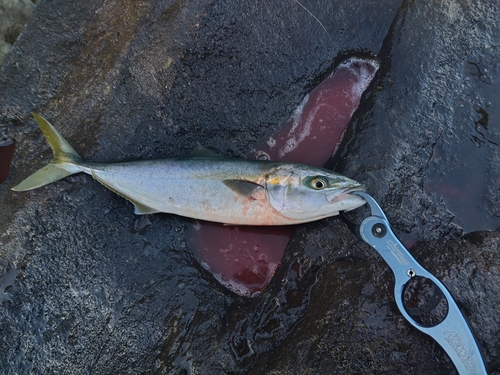 イナダの釣果