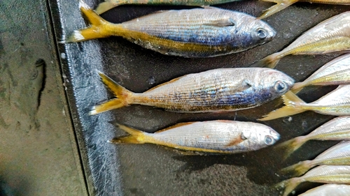 タカベの釣果