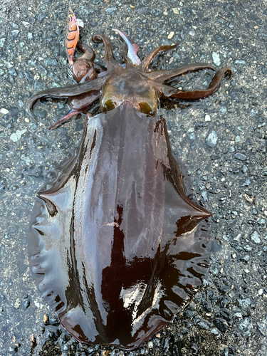 アオリイカの釣果