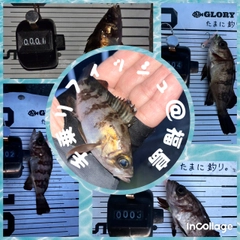 メバルの釣果