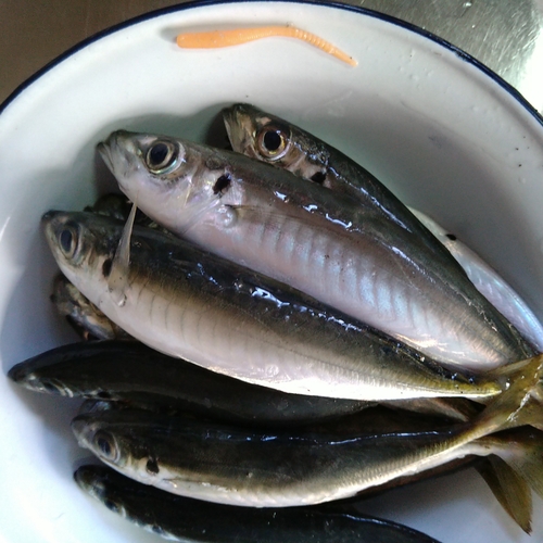 アジの釣果