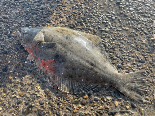 ヒラメの釣果