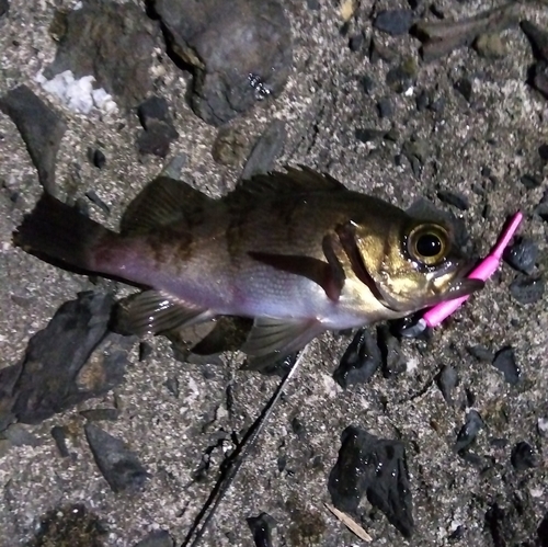 メバルの釣果