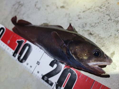 ドンコの釣果