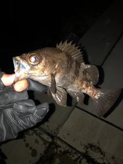 メバルの釣果