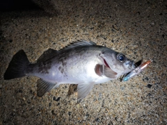 シロメバルの釣果