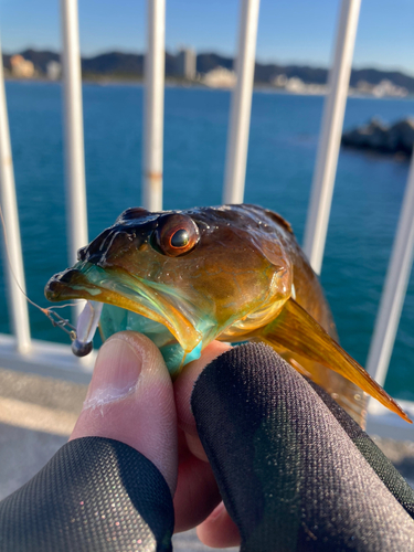 アナハゼの釣果