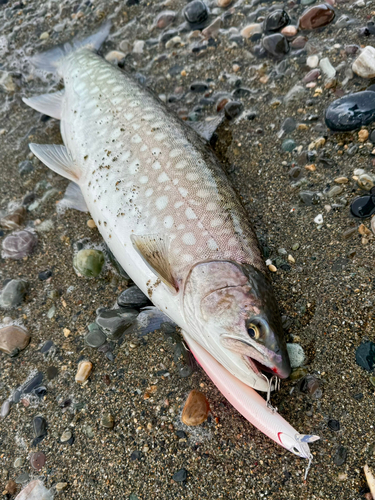 サクラマスの釣果