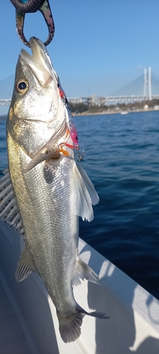 シーバスの釣果