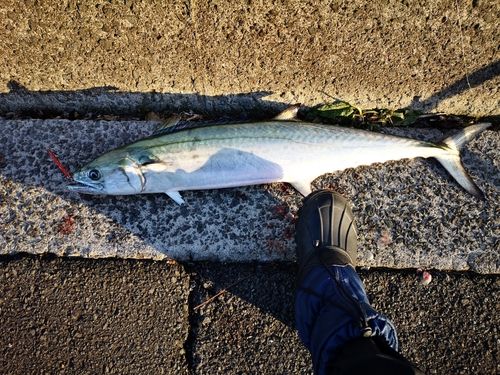 サワラの釣果
