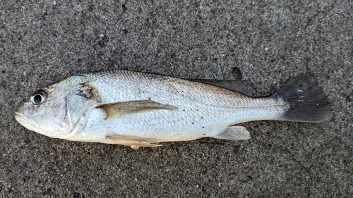 イシモチの釣果