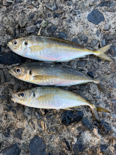 マアジの釣果