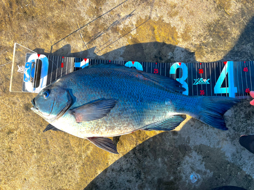 メジナの釣果