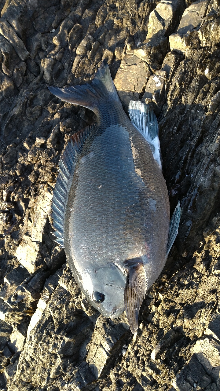 クチブトグレ