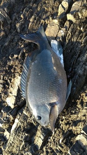 クチブトグレの釣果