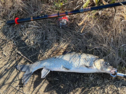 ニゴイの釣果