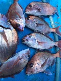 マダイの釣果