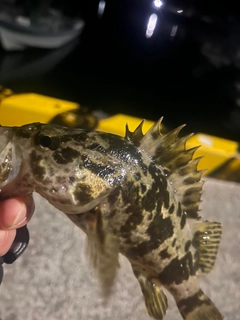 タケノコメバルの釣果