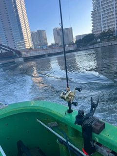 マゴチの釣果