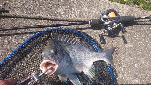 キビレの釣果