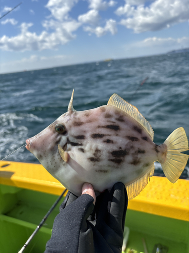 カワハギの釣果