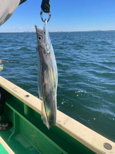 タチウオの釣果