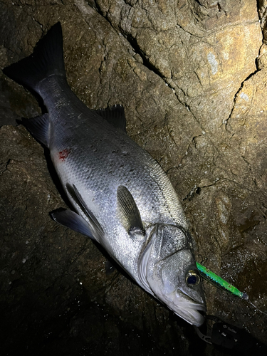 ヒラスズキの釣果