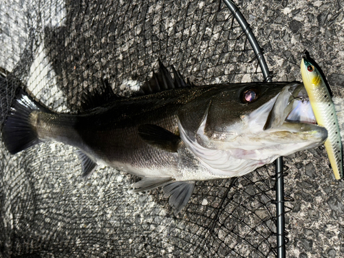 フッコ（マルスズキ）の釣果