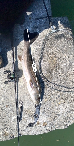 シーバスの釣果