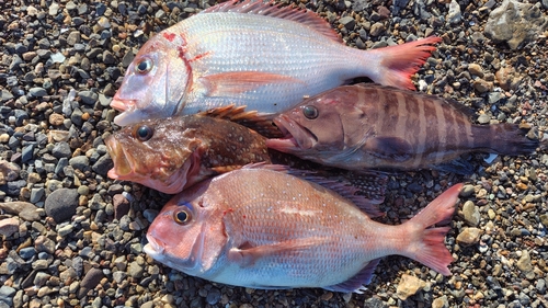 マダイの釣果