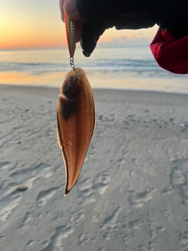 シタビラメの釣果