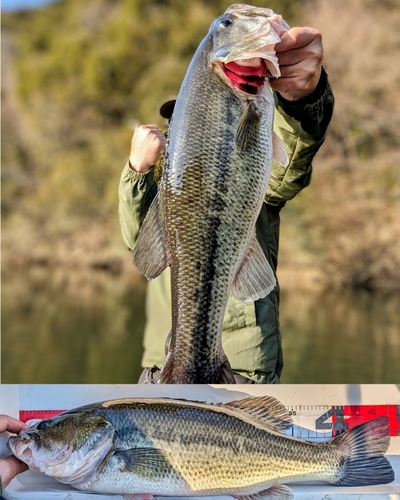 ブラックバスの釣果