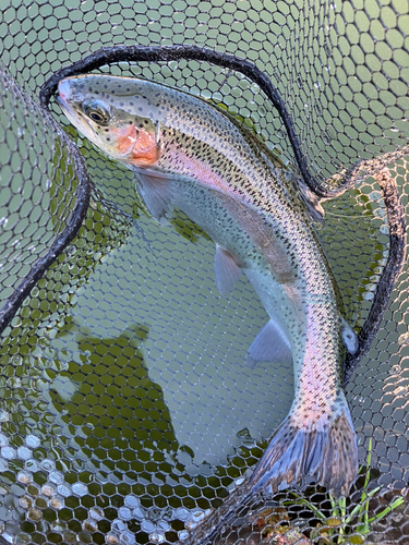 ニジマスの釣果