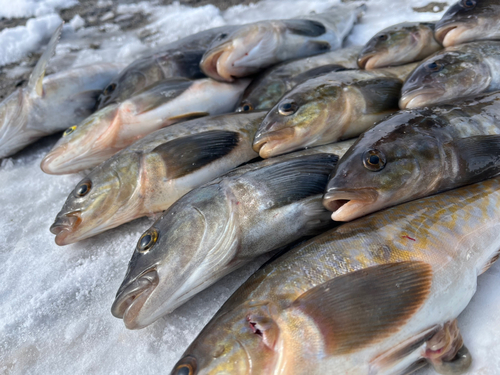 ホッケの釣果