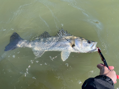 シーバスの釣果