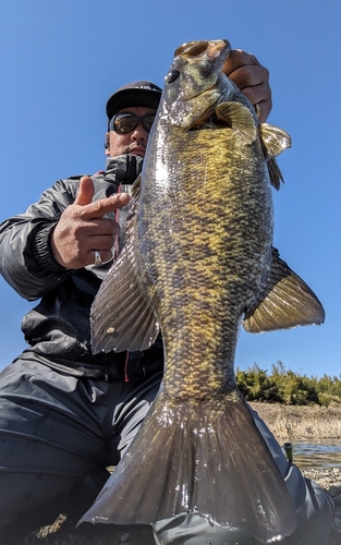 スモールマウスバスの釣果