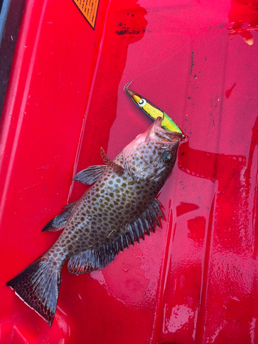 オオモンハタの釣果