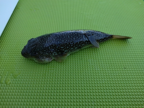 ショウサイフグの釣果