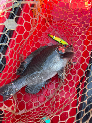 クチブトグレの釣果